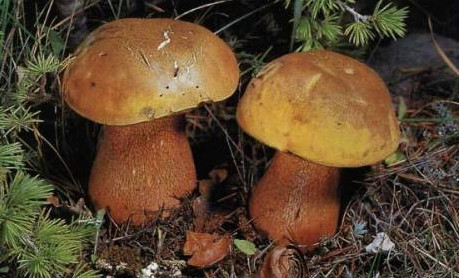   ,  - Boletus luridus